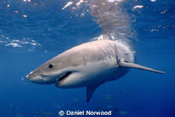 Great White Shark. Neptune Islands, Australia. by Daniel Norwood 